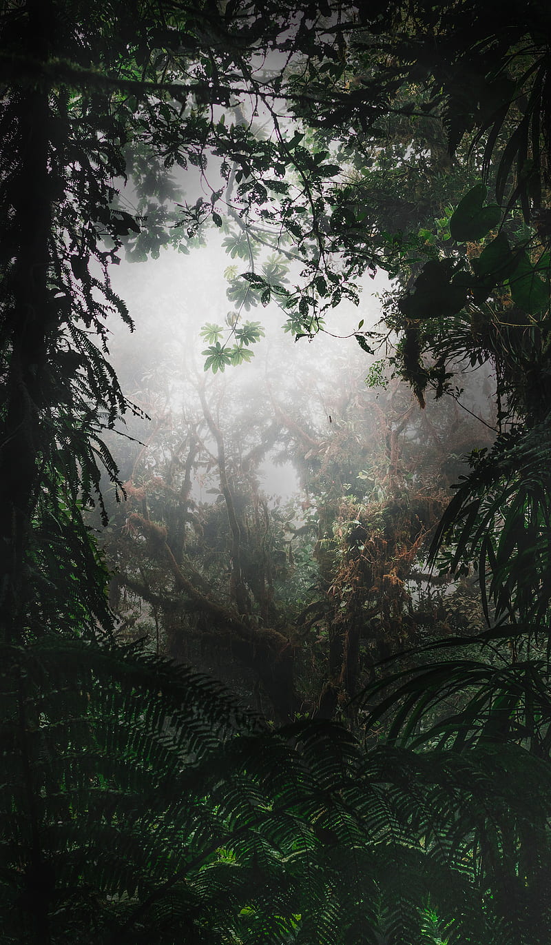 Bosque profundo, audrey, asombroso, amazonas, calma, verde, paisaje,  naturaleza, Fondo de pantalla de teléfono HD | Peakpx