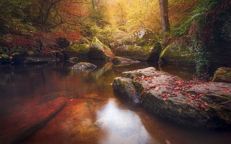 autumn, forest, yellow fallen leaves, autumn landscape, lake, HD wallpaper