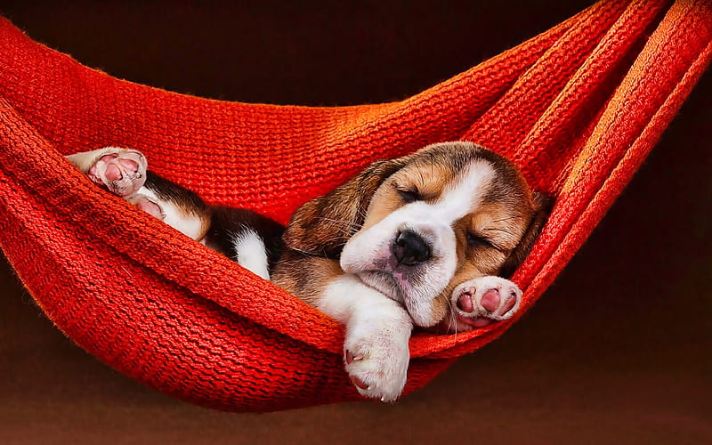 Beagle puppy, sleeping dog, pets, dogs, sunset, small beagle, cute animals, beagle, dog in hammock, Beagle Dog, HD wallpaper