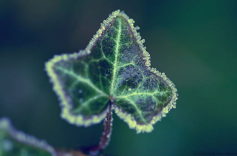 Frost fairytale, frosted, abstract, winter, leaf, frosty, leaves, graphy macro, nature, frozen, frost, HD wallpaper