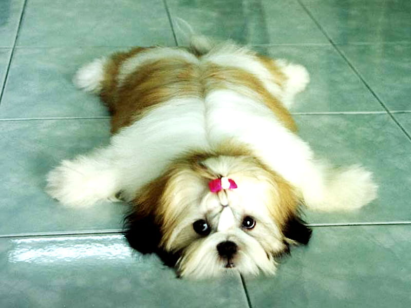Shihtzu, sweet, puppy, dog, HD wallpaper