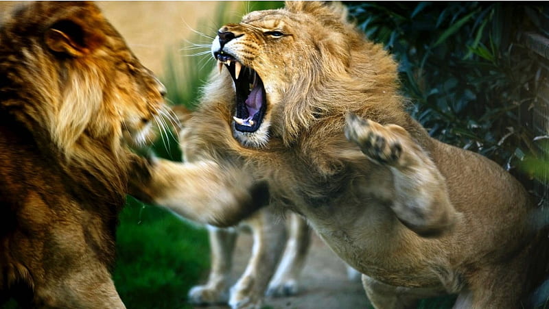 Cruel Lions, HD wallpaper
