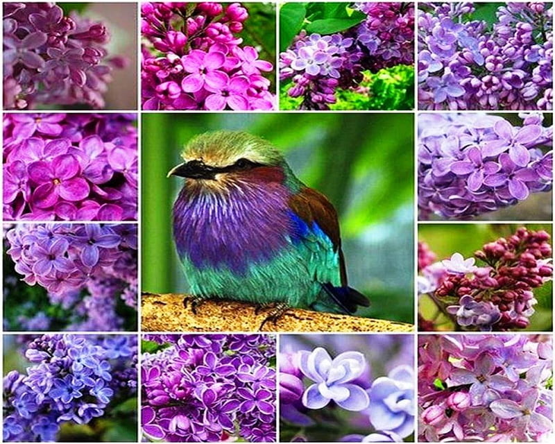 Lilacs in different shades, blue, spring, abstract, small, lilacs, shades, purple, bird, plants, flowers, nature, petals, collages, pink, HD wallpaper
