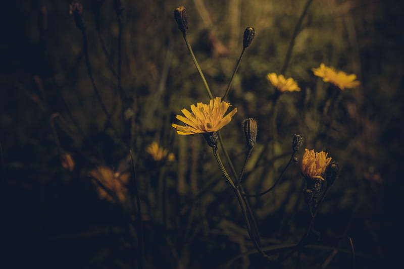 flower, yellow, plant, field, dark, HD wallpaper