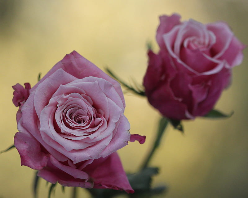 Pink Roses, flowers, rose, HD wallpaper
