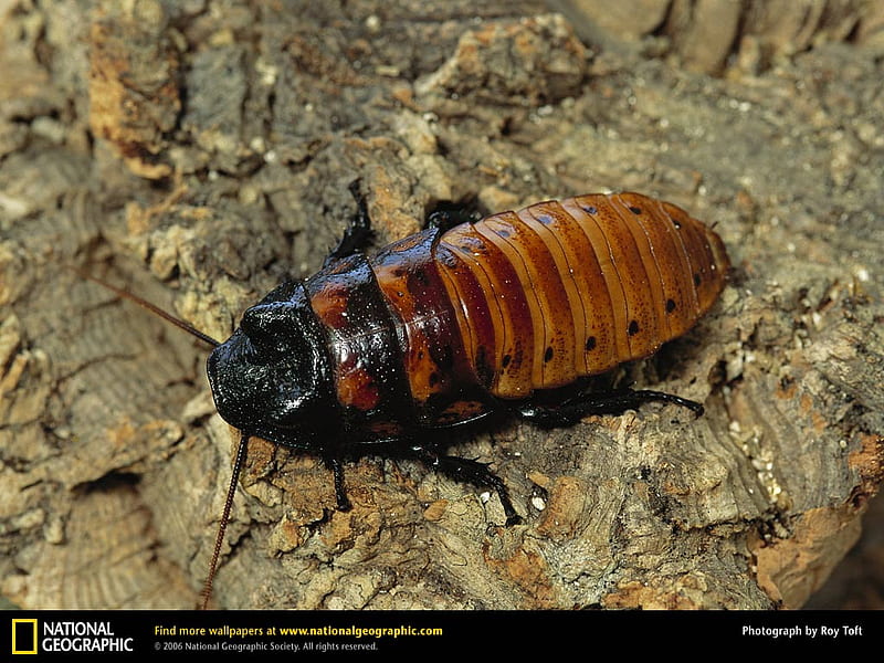 Madagascar Hissing Cockroach, madagascar, insect, hissing cockroach, HD wallpaper