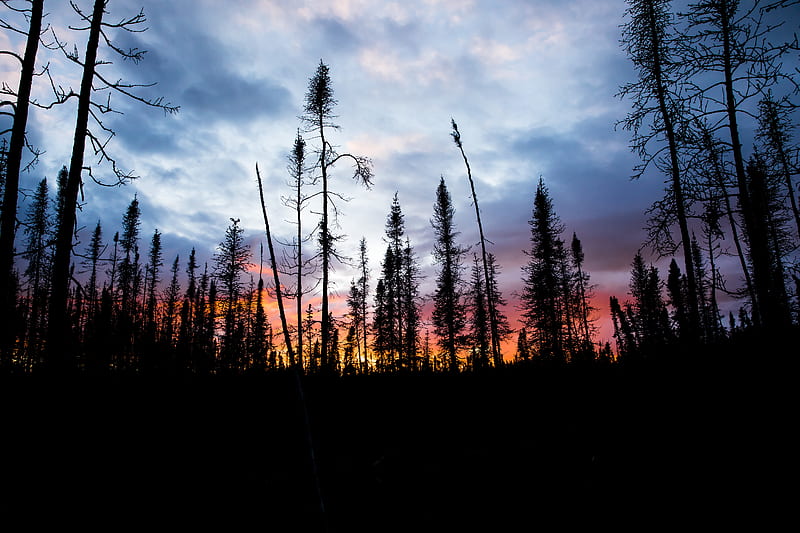 spruce, trees, silhouette, sunset, sky, HD wallpaper