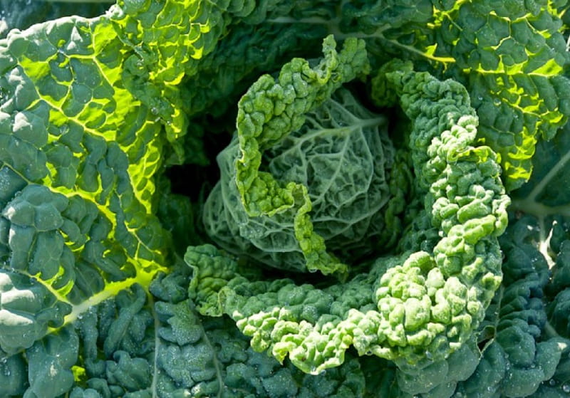 Savoy Cabbage, Garden, Vegetable, Nature, HD wallpaper