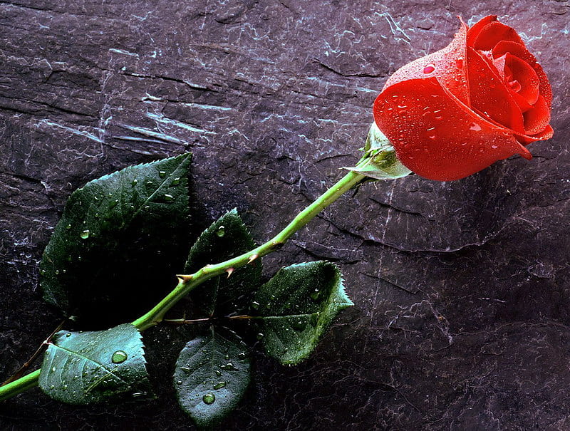 SINGLE RED ROSE, beauty, red, single, rose, HD wallpaper
