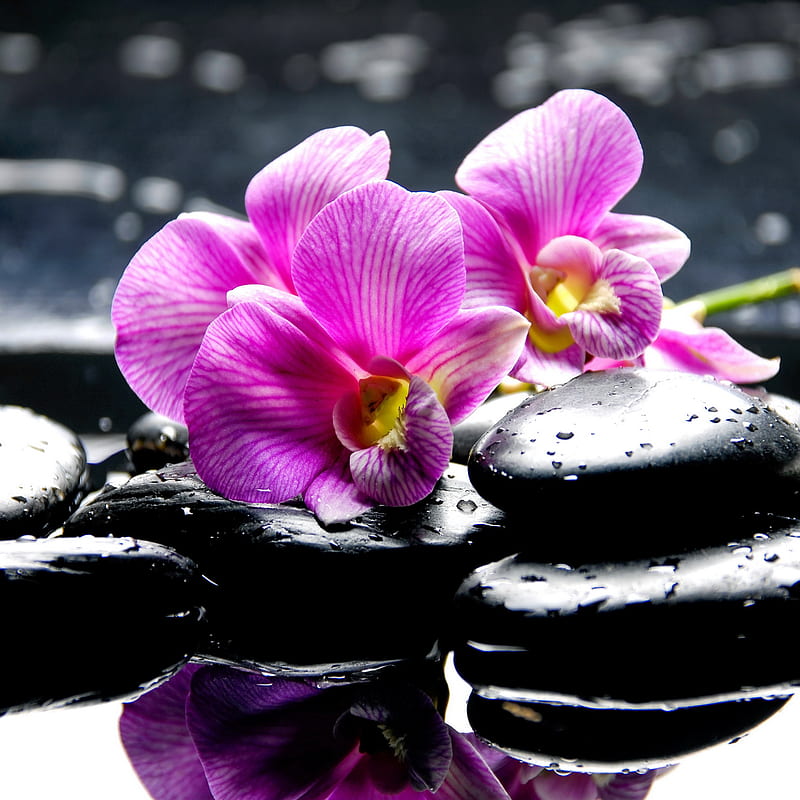 Spa Orchids, black, drops, pink, stones, HD phone wallpaper