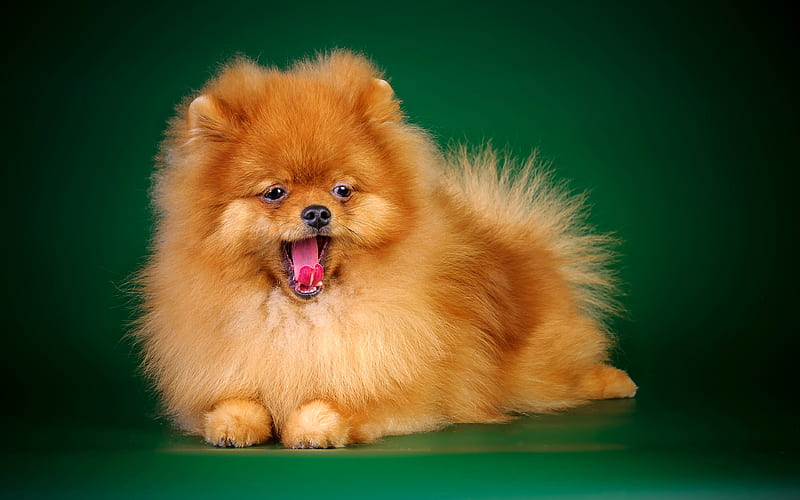 spitz ginger pomeranian, puppies, dogs, pomeranian, cute animals, HD wallpaper