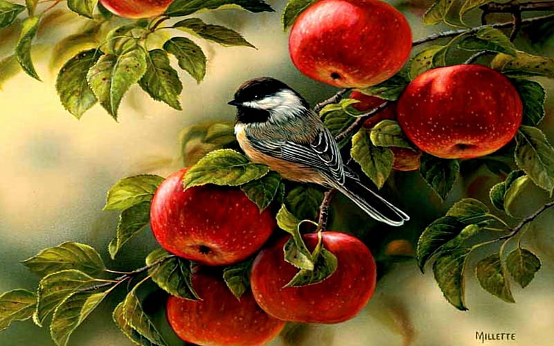 shady spot, apple, bird, branch, leaf, HD wallpaper