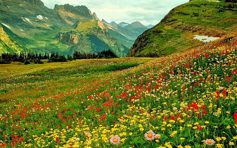 Campos de flores alpinas, vistoso, bonito, cielo, hermosos campos,  esplendor, Fondo de pantalla HD | Peakpx