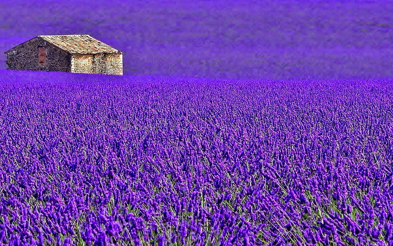 Provence, lavender, meadow, house, plantation, France, HD wallpaper