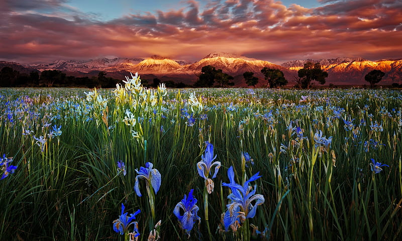 Meadow of irises at sunset, sunset, sky, clouds, mountain, wildflowers, summer, field, iris, meadow, HD wallpaper
