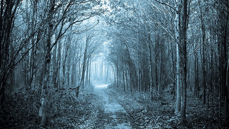 mystical path through a forest, path, forest, blue grey hue, winter, HD wallpaper