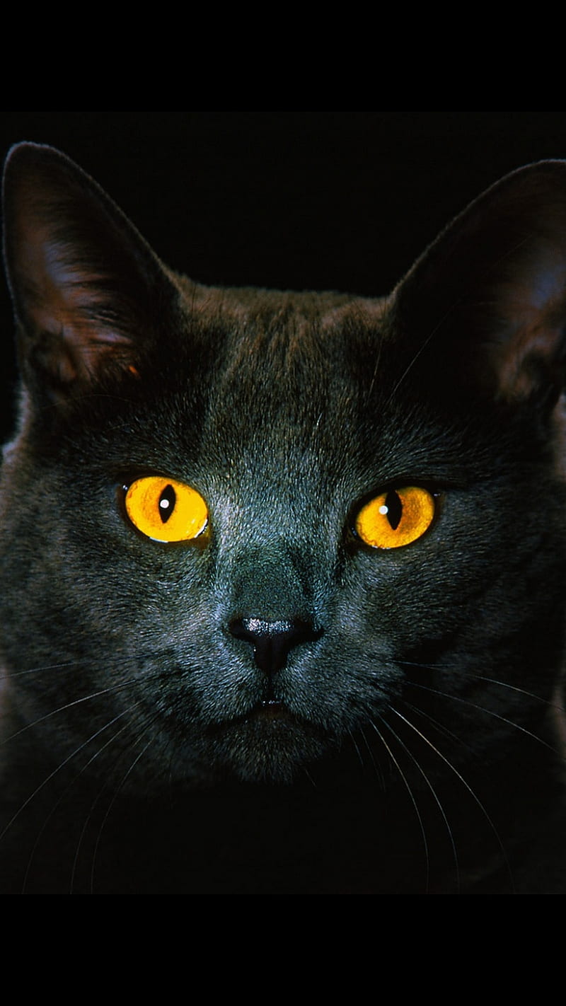 HYPNOTIZING EYES, cat, black, cats, halloween, kitten, meow, yellow, hypnosis, HD phone wallpaper