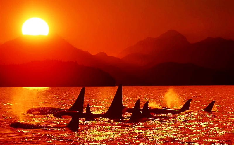 MARINE BEAUTIES at DUSK, killer whales, Dolphins, sunset, sea, HD wallpaper