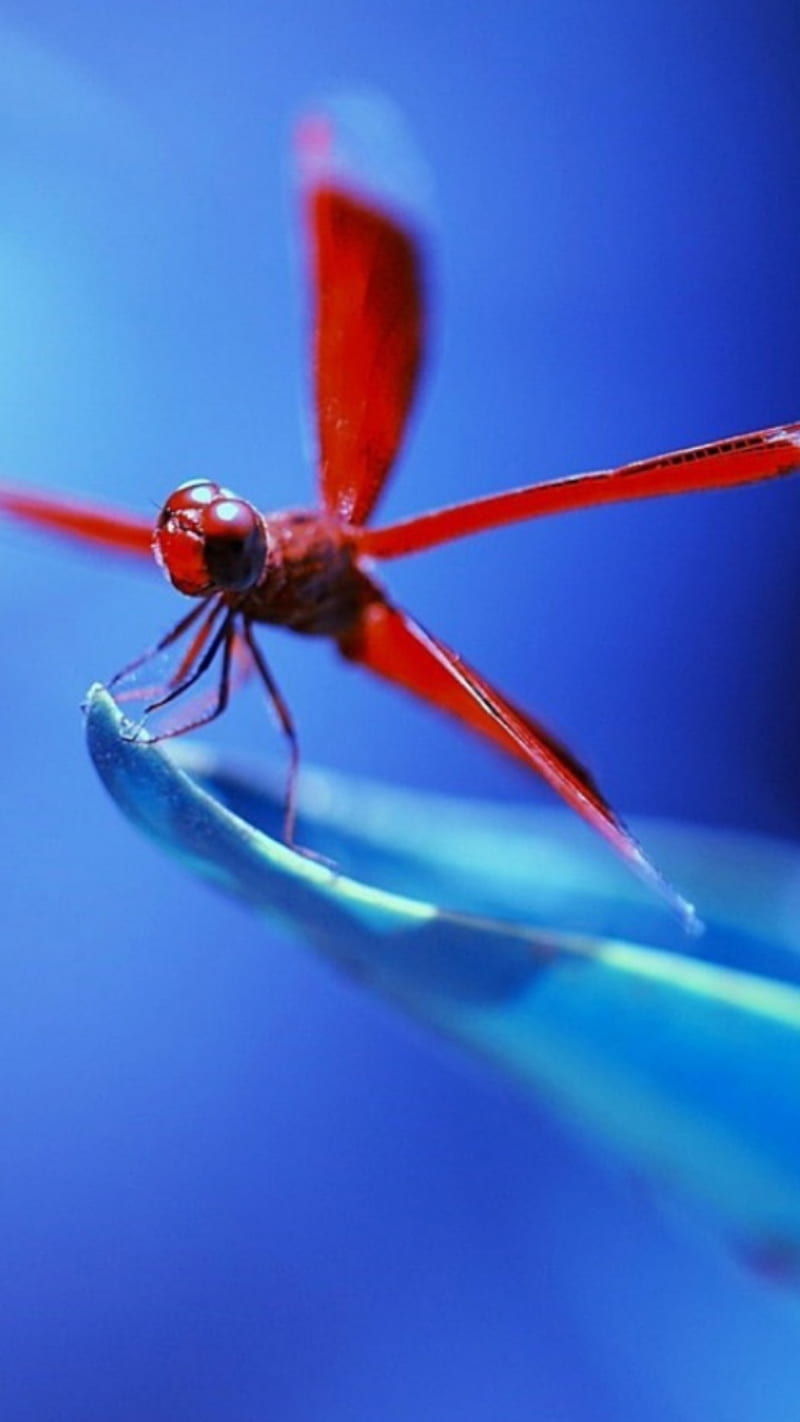 Red dragonfly, blue, bug, bugs, insects, HD phone wallpaper