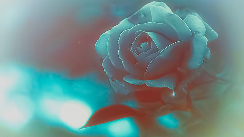 Another Pretty Rose, frangrent, romantic, rose, flower, beauty, lights, HD wallpaper