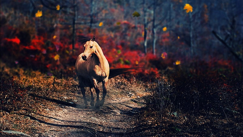 horse in the wood, graphy, animals, horses, wood, HD wallpaper