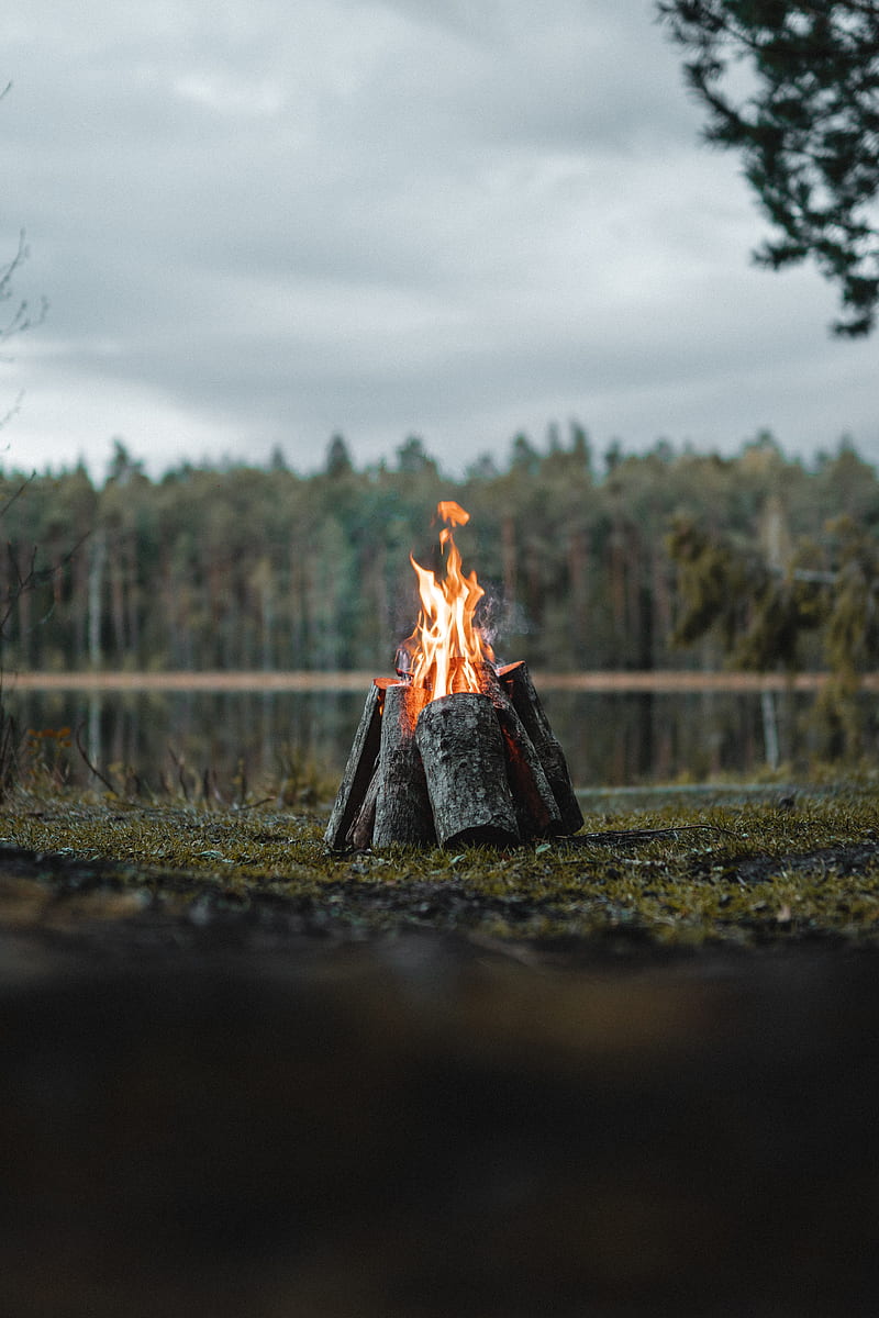 bonfire, logs, flame, fire, forest, HD phone wallpaper