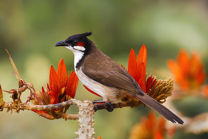 Red-Whiskered, birds, flowers, HD wallpaper