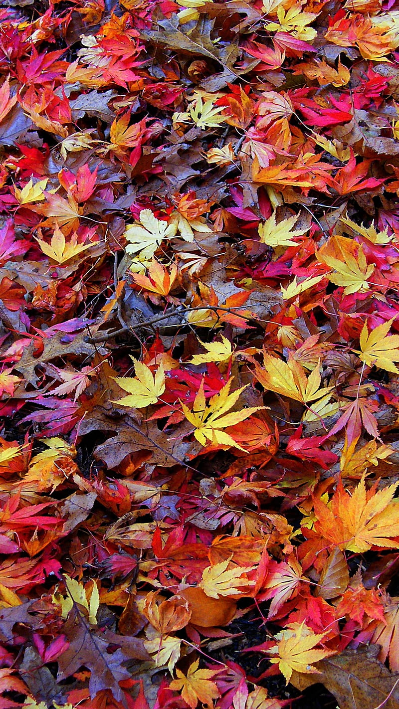Autumn, fall, leaf, season, tree, HD phone wallpaper