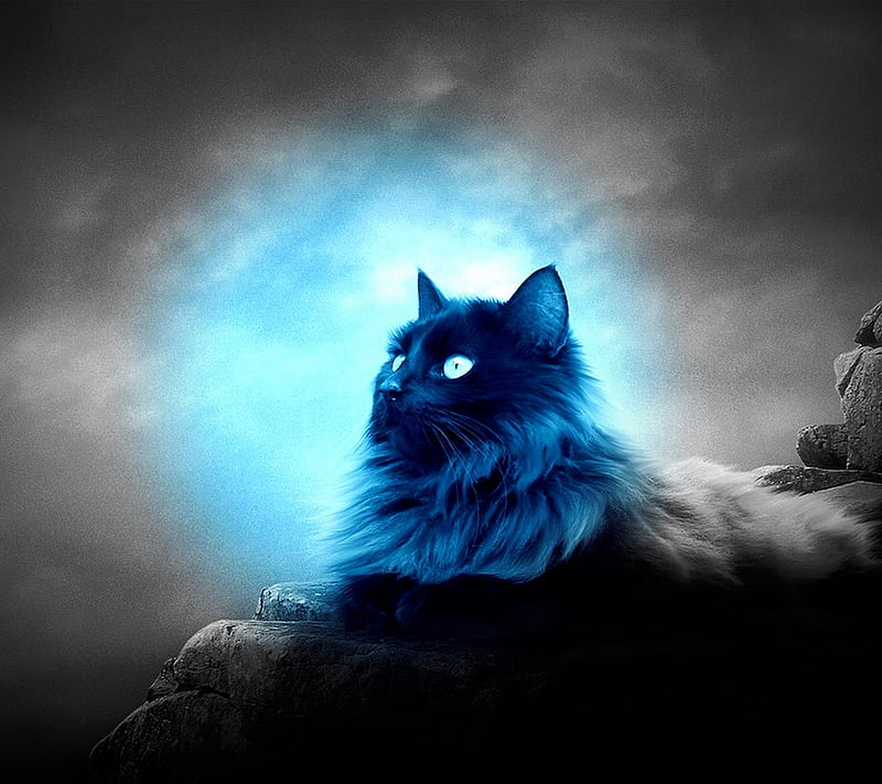 Glowing cat, abstract, blue, eye, HD wallpaper