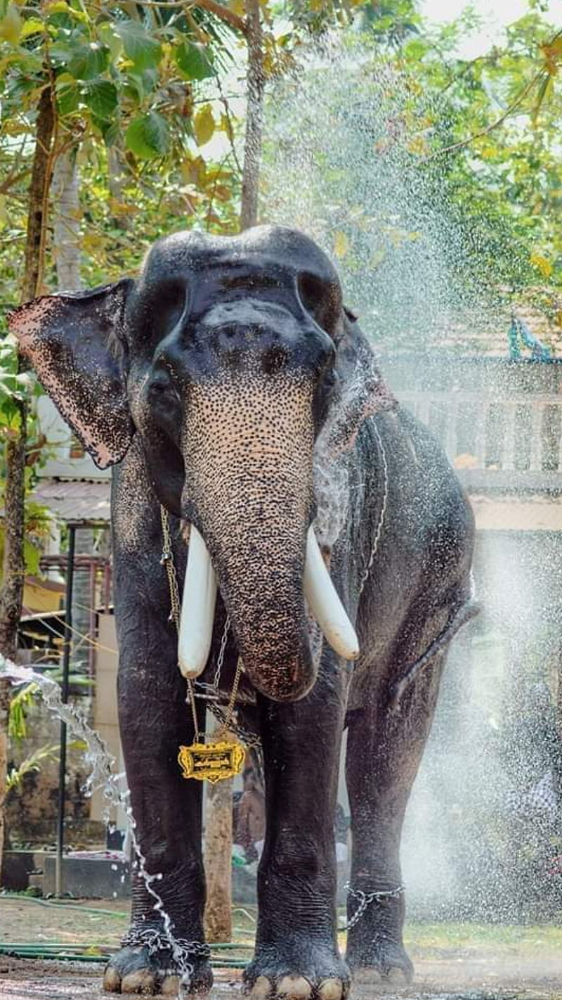 Kerala elephant, festivals, india, animal, animals, HD phone ...