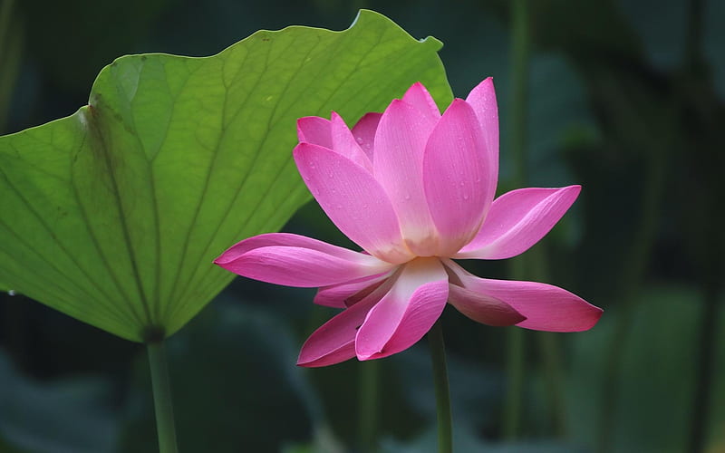 Lotus, flower, pink, leaf, HD wallpaper