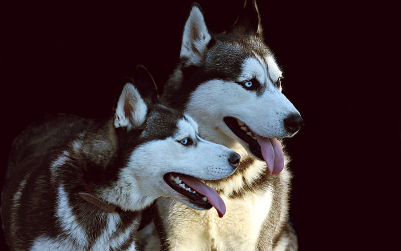 Husky Dogs, pets, close-up, cute animals, blue eyes, Siberian Husky, small Husky, cute dog, dogs, HD wallpaper