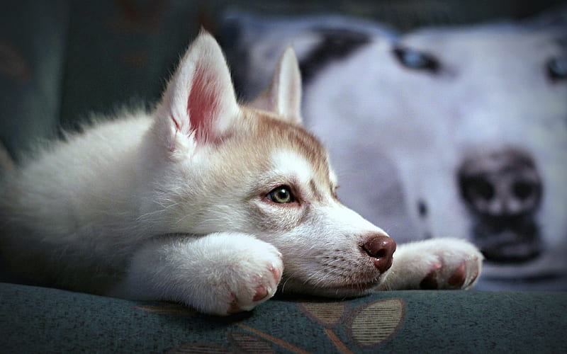 husky, muzzle, dogs, puppy, cute animals, HD wallpaper