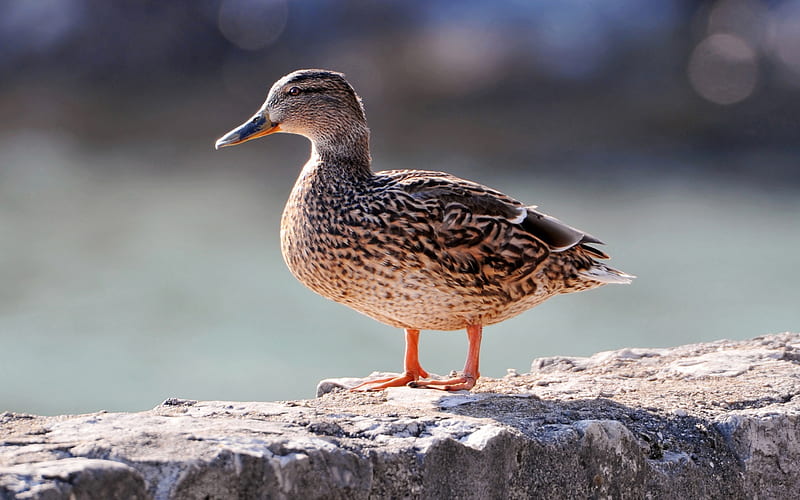 Mallard Duck, cute, graphy, duck, birds, mallard, animals, HD wallpaper