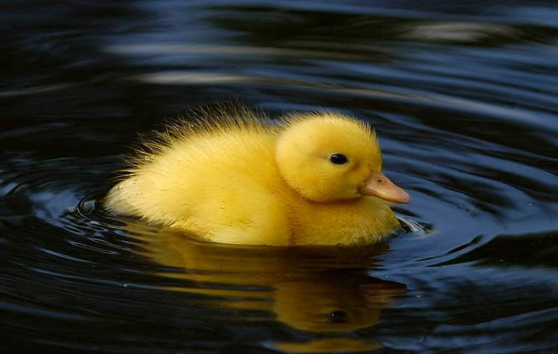 Little duck, pond, duck, swimm, baby, animal, HD wallpaper