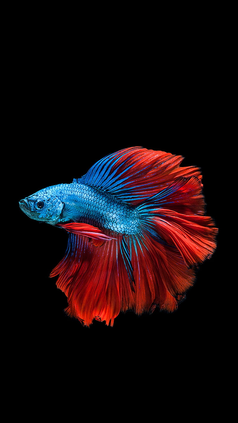 Fish, colorful, HD phone wallpaper