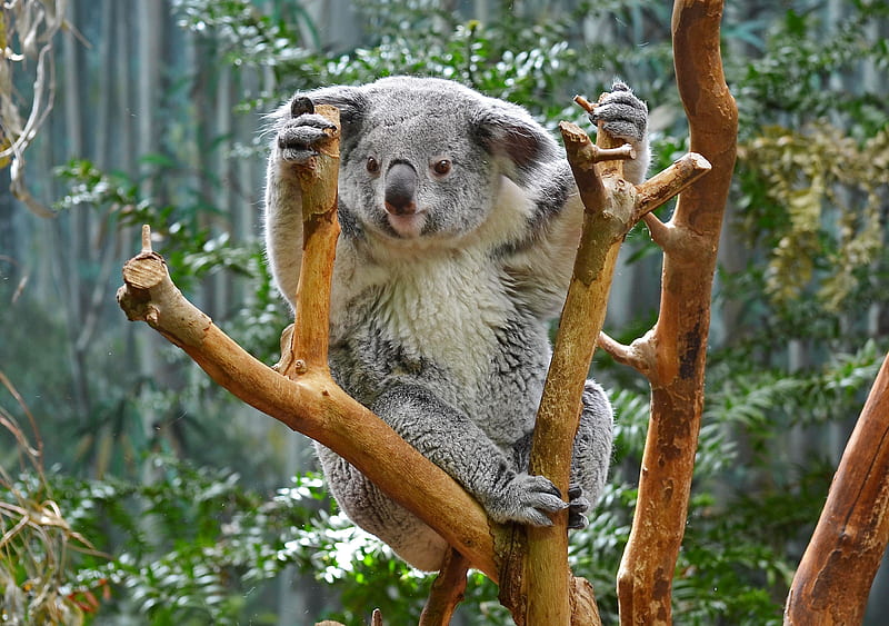 Cute koala, forest, exotic, bear, koala, adorable, trees, sweet, cute, tree, Australia, HD wallpaper