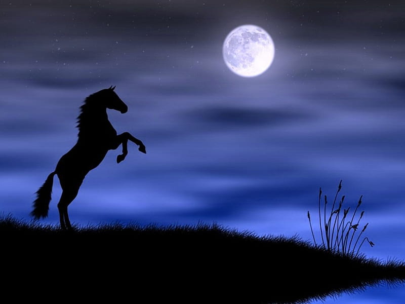 Wild stallion, silouette, moon, wild, evening, horse, HD wallpaper