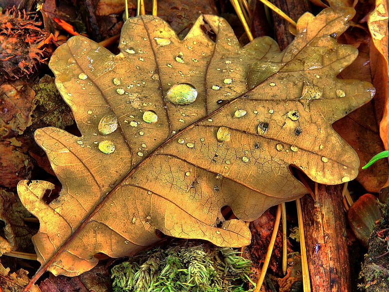 fallen leaf, fall, autumn, graphy, leaf, HD wallpaper