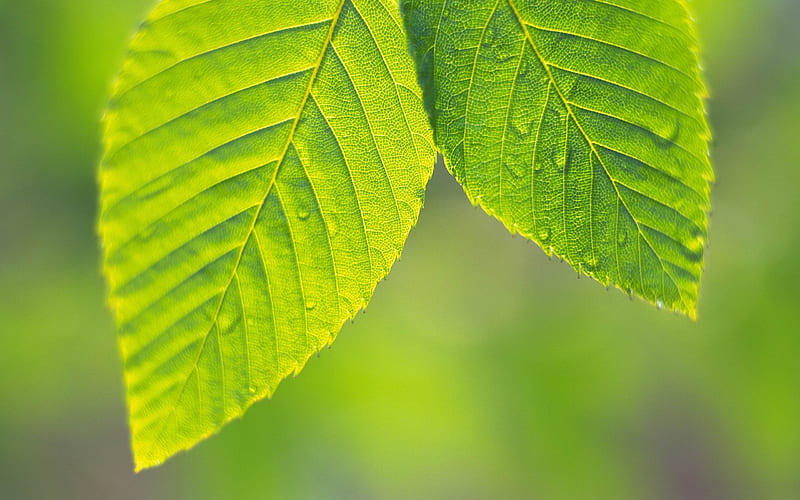 two green tree leaves-2012 Natural plant Featured, HD wallpaper
