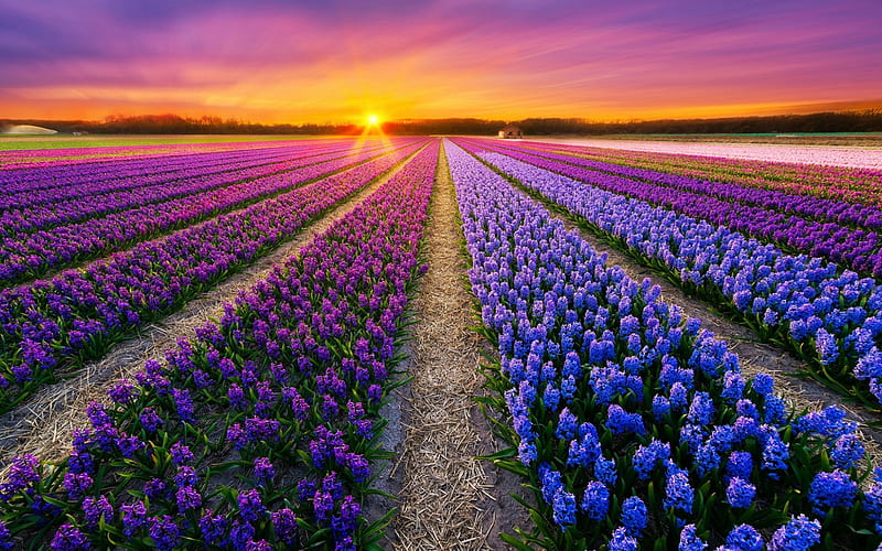 Blooming Field, Dawn, Flowers, Hyacinths, Netherlands, Sky, HD wallpaper