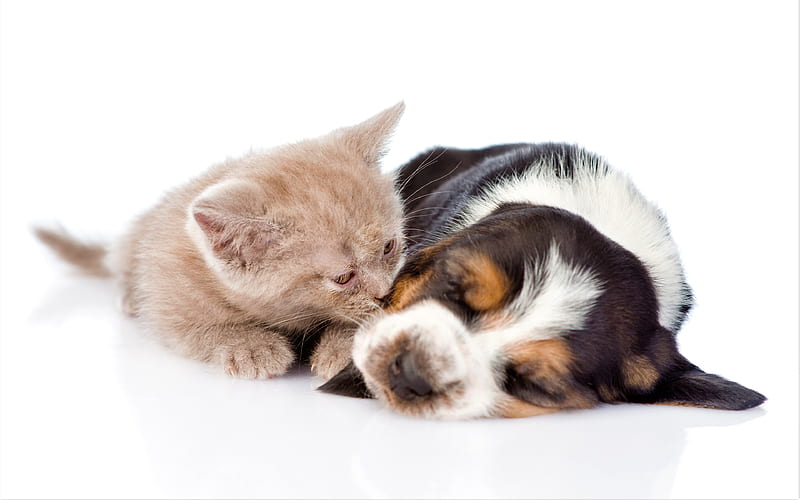 beagle, freinds, puppy and kitten, pets, cute animals, friendship, cats, dogs, beagle dog, British Shorthair Cat, HD wallpaper