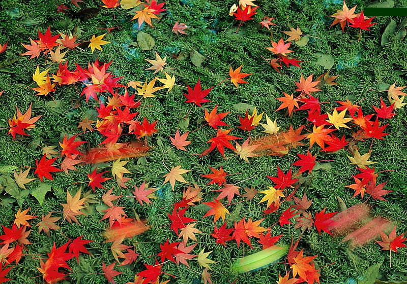 1920x1080px, 1080P free download | Chinar Leaves, colors, chinar