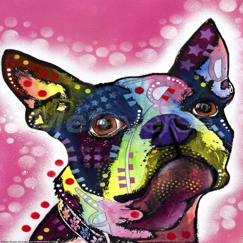 Boston terrier, dog, pet, pup, puppy, HD phone wallpaper