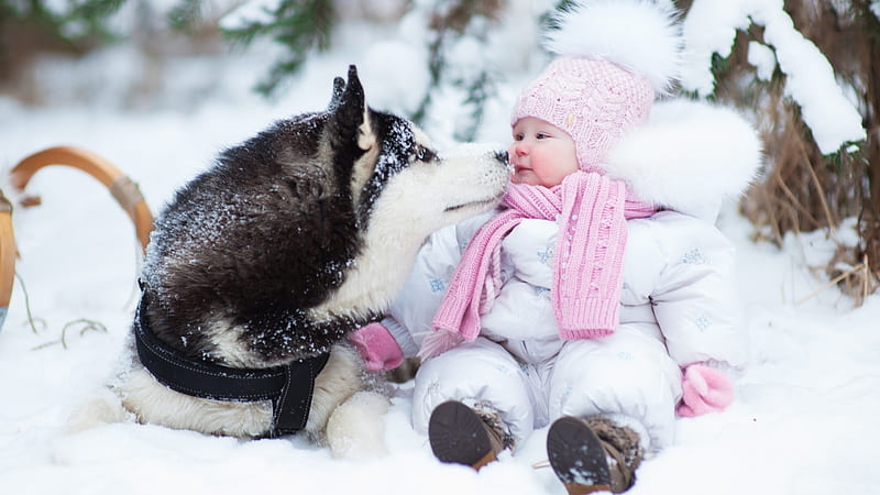 Husky Cute Child Is Sitting On Snow With Siberian Wearing Pink Woolen Knitted Cap And Muffler And White Dress Cute, HD wallpaper