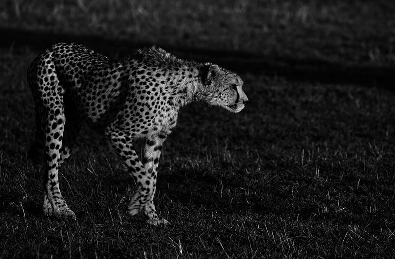 Cats, Cheetah, Big Cat, Black & White, Kenya, Maasai Mara National Reserve, predator (Animal), HD wallpaper