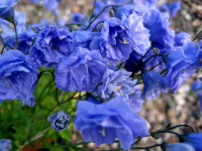 Campanula Cochlearifolia Blue Wonder, Wonderful, Blue, Cochlerolia, Campanula, Flowers, HD wallpaper