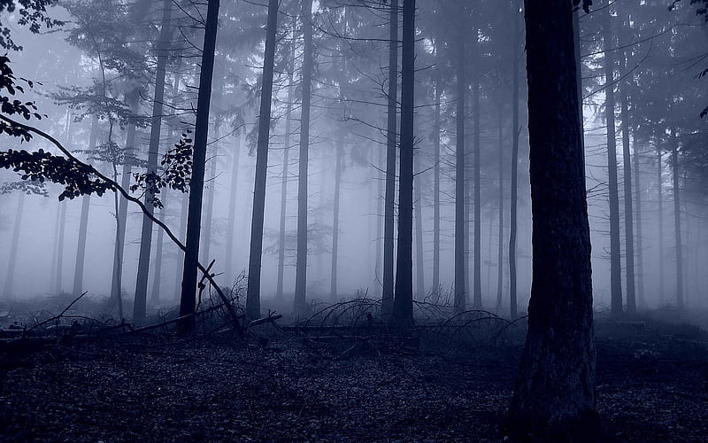 Night forest. Watch broad background beautiful scenery for a mobile device, HD wallpaper