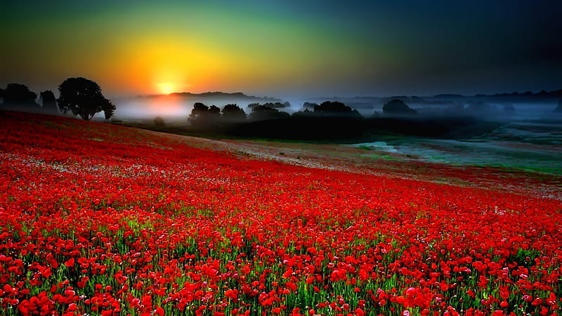 Sundown Over Tulips Field, glow, dusk, sunset, fog, flowers, nature, tulips, fiels, meadow, HD wallpaper
