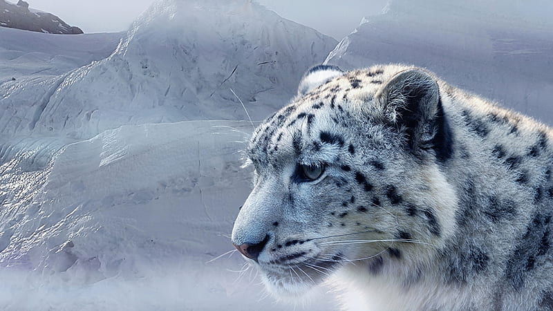 Snow leopards Snout Head Animals, HD wallpaper